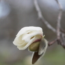写真掌編『こぶし』４：こぶしの頃：写真句