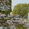 桜・代々木公園#5