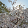 桜・代々木公園#8