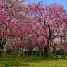 桜花競演