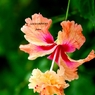 花の中の花