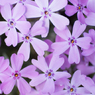 ❀