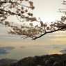 桜越しに見る朝焼けの海