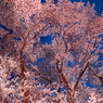 ２０１８夜桜 Ｐａｒｔ５