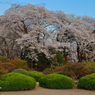 ２０１８夜桜 Ｐａｒｔ８