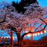 ２０１８夜桜 Ｐａｒｔ９