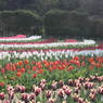 チュリップ園４