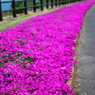 佐伯 空の展望所の芝桜