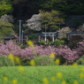 春の神社