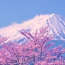富士には桜が良く似合う・・・