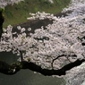 田安門下の桜