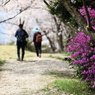 ツツジの咲く登山道