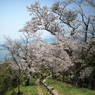 額の汗をぬぐって振り返ると桜の花と瀬戸内の海