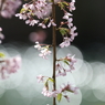 枝垂れ桜と玉ボケ