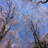 青空枝垂れ桜