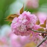 関山咲くラ～、、、。