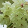 鬱金桜咲くラ～、、、ⅱ