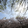 桜、そして新緑、時は流れる