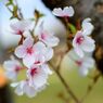 サクラ　DSC_3569