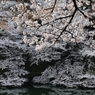 水親しむ桜枝