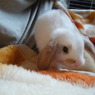 ミニブタ