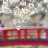 お花見の季節