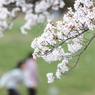 春爛漫