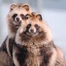 今冬の道東めぐり　狸の姉妹