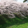 名古屋城お堀土手