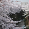 山崎川桜花