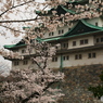 北側桜花