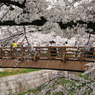 山崎川満開