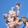 Spring has come