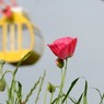 ［３］「観覧車のある公園」_01