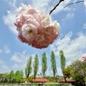 ［６］「春の横十間川沿い」