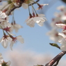 桜4 2018 PENTACON1.8/50/EP2