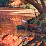 ［１６］「六義園の秋」