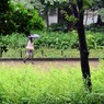 ［１８］「雨にぬれて・上野公園」
