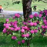 ［１９］「夢の島公園にシャクナゲの花が」