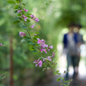 ［２４］「向島百花園の萩の花」