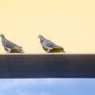 ［３２］｢橋に止まる鳩」