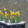 ［４３］「初雪」