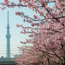 ［５９］「河津桜、ほぼ満開」