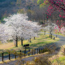 ある朝の光景