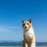 ナイスなお天気でございますニャ
