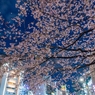 ［７７］「大寒桜咲く上野公園」DSC_5920