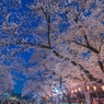 ［７９］「夜桜」