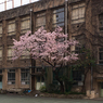 ［８０］「廃校の桜」IMG_0859