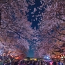 ［８１］「夜桜花見」DSC_7542