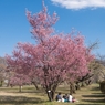 ［８３］「満開の桜の木の下で」N559